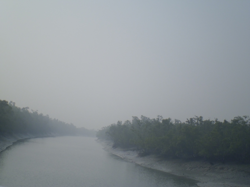The mysterious mangrove forest