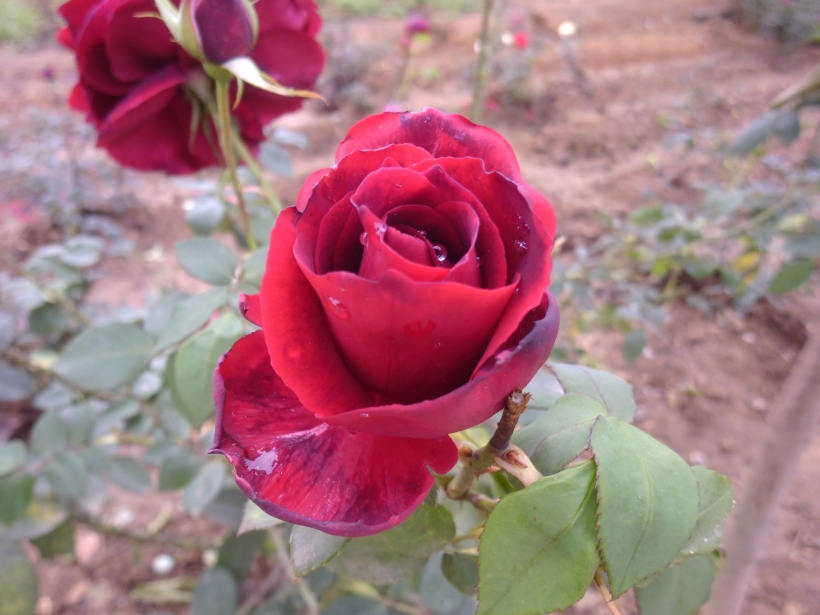 Morning rose at Banalata