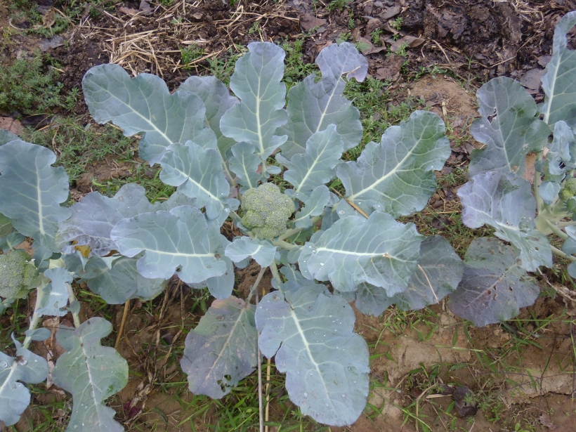 Farm Broccoli